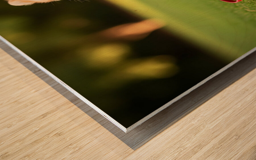 Pomeranian Puppy Discovers New Red Leash Wood print