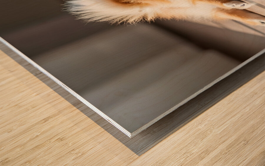 Pomeranian Puppy Discovers The Perfect Sploot Position Wood print