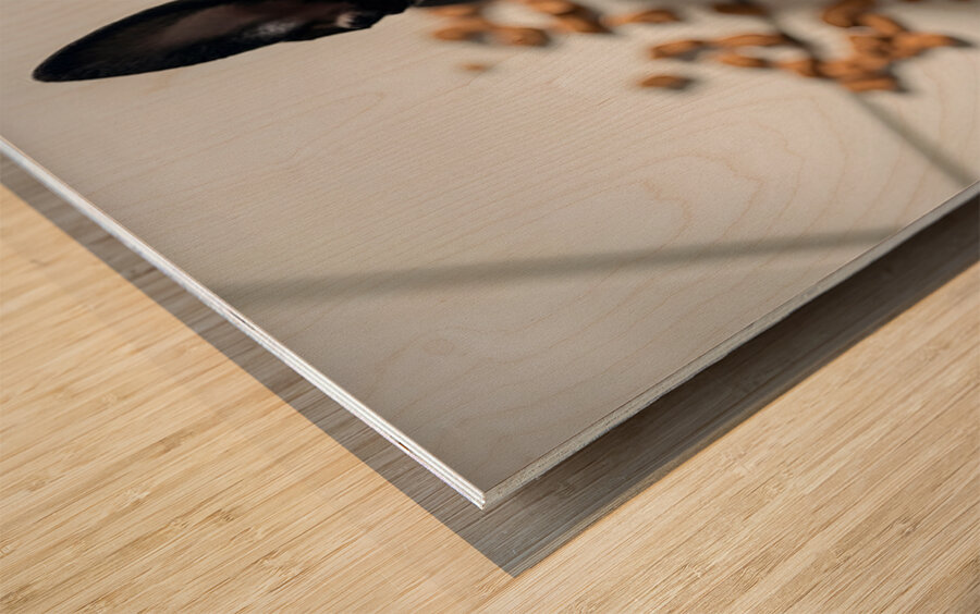 Guilty Boston Terrier Puppy After Making Mess Wood print