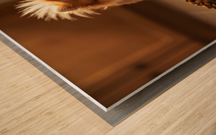 Excited Pomeranian Puppy Celebrates Full Food Bowl Wood print