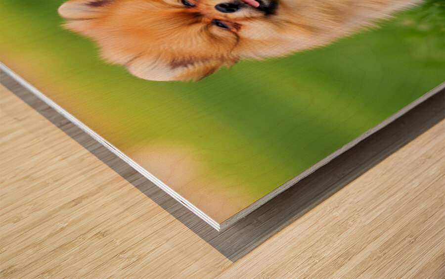Happy Pomeranian Puppy After Discovering New Scent Wood print