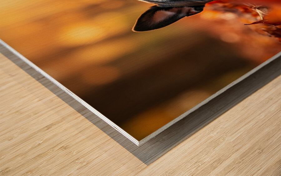 Sleepy Boston Terrier Puppy Rests In Autumn Leaves Wood print