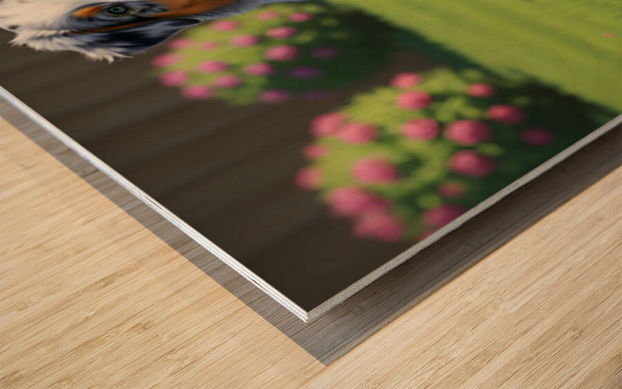 Australian Shepherd Puppy Successfully Retrieves Ball Wood print