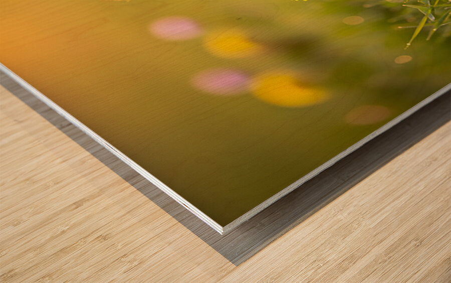 Pomeranian Puppy Discovers Yellow Dandelion In Meadow Wood print