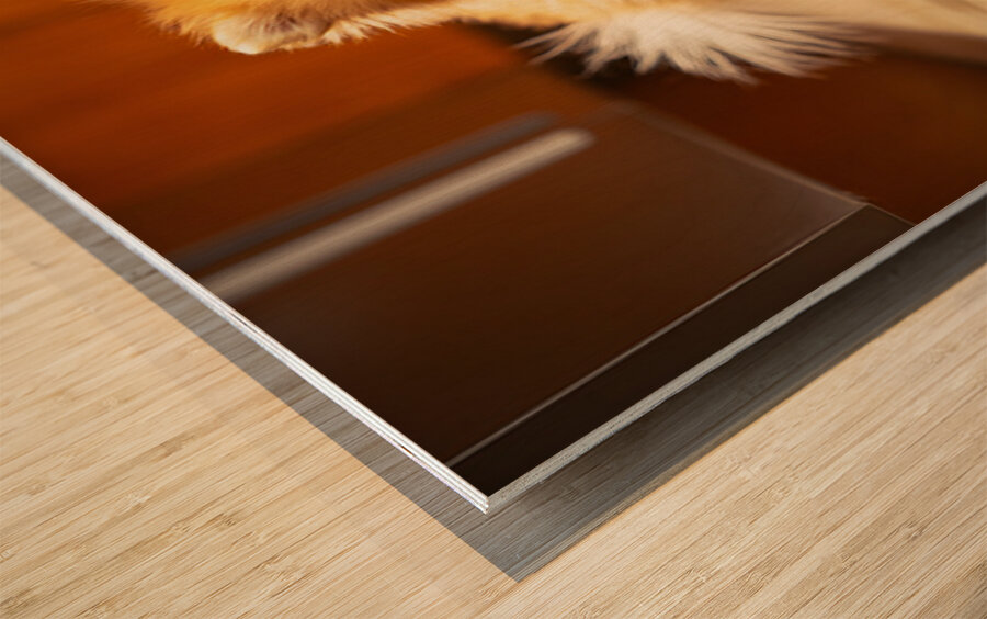 Pomeranian Puppy Waits By Empty Food Bowl Wood print