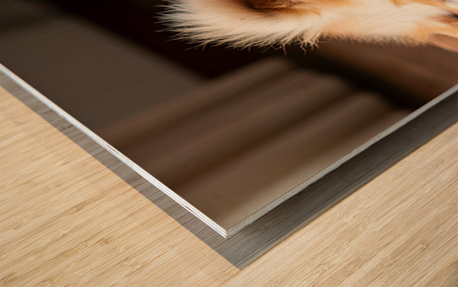 Pomeranian Puppy Returns To Beloved Sploot Position Wood print