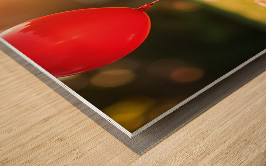 Pomeranian Puppy Discovers Floating Red Balloon Wood print