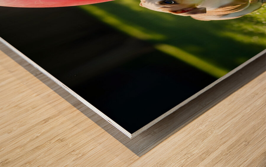 Bulldog Puppy Discovers Giant Red Ball Wood print