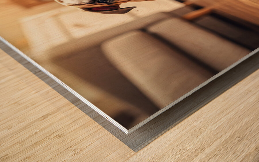 Bulldog Puppy Discovers New Plush Rabbit Friend Wood print