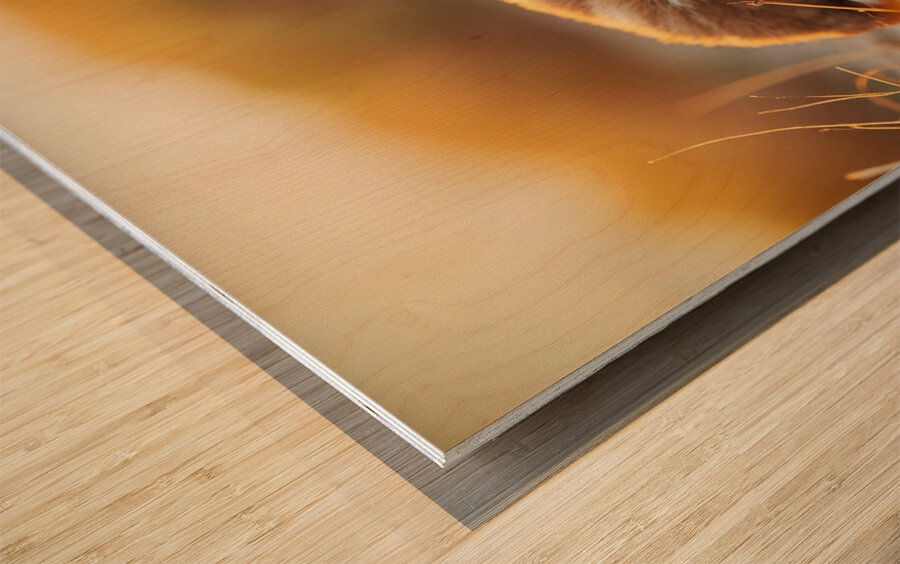 Bulldog Puppy Naps In Sandy Bed Wood print