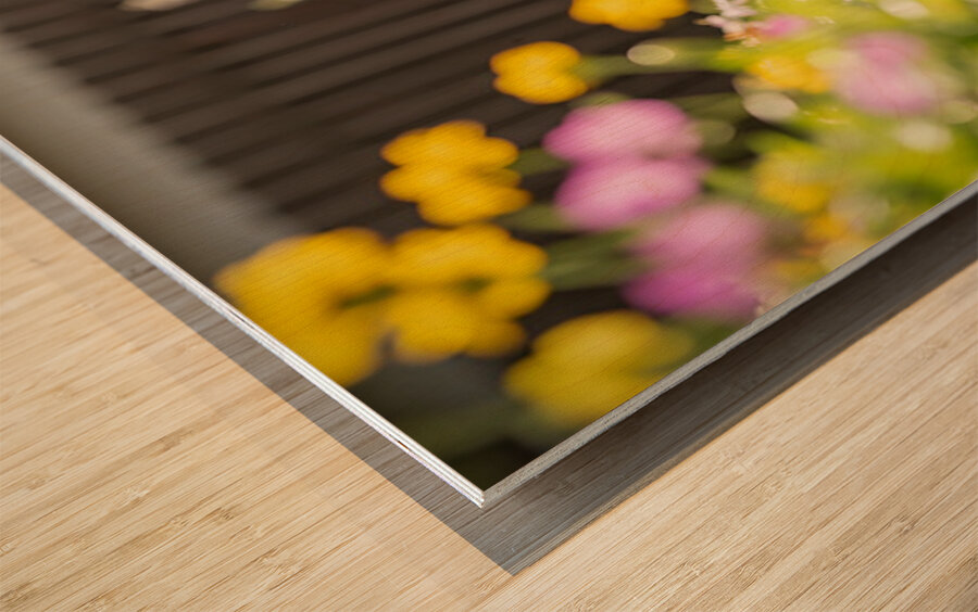 Dachshund Puppy Ready For Adventure In Red Toy Car Wood print