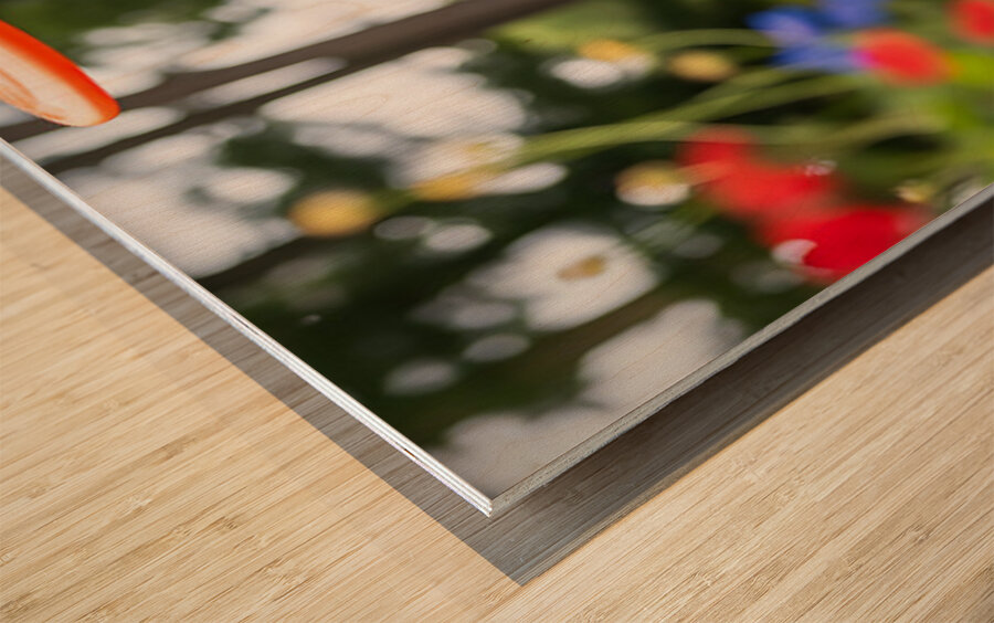 Boston Terrier Puppy Ready To Leap For Frisbee Wood print