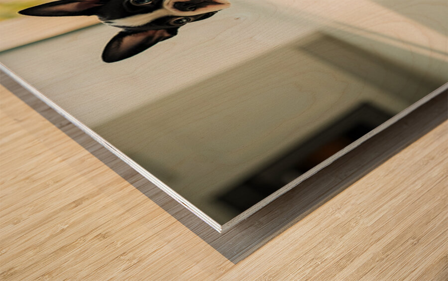 Boston Terrier Puppy Discovers Dinner Time Wood print