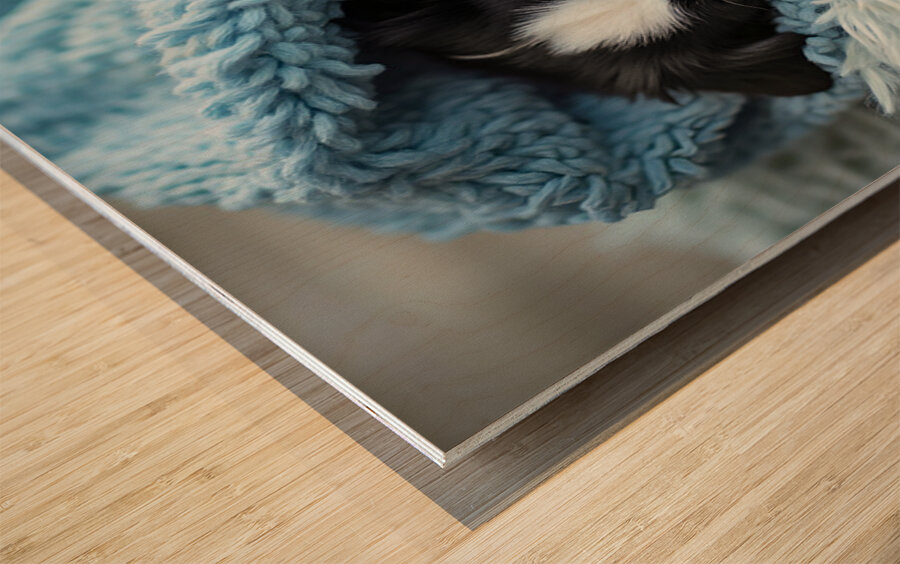 Border Collie Puppy Dreams Under Soft Blanket Wood print