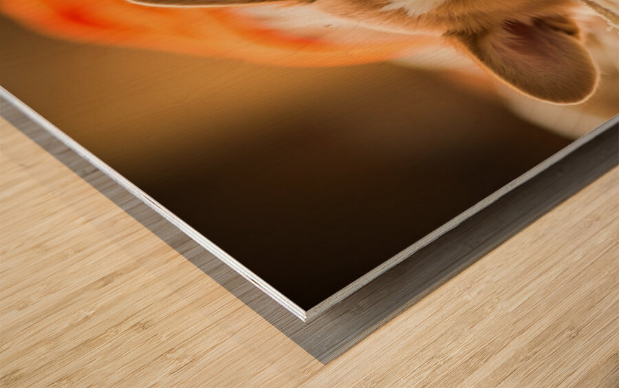 Sleepy Corgi Puppy Rests After Halloween Costume Adventure Wood print