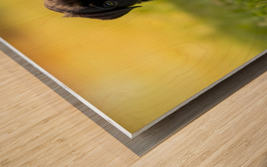 Cane Corso Puppy Discovers Sweet Ice Cream Treat Wood print