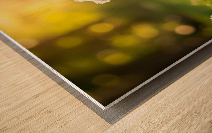 Proud Bichon Puppy Celebrates Successful Stay Training Wood print