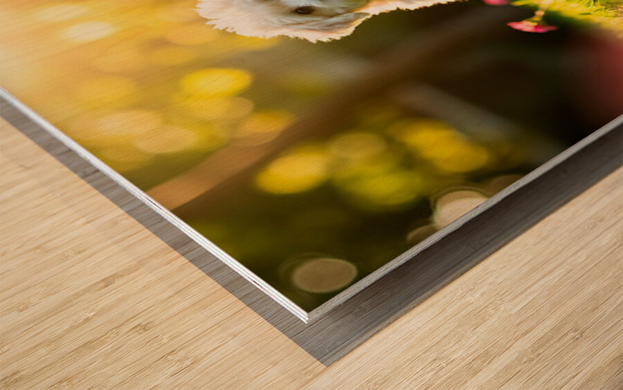 Bichon Puppy Begins Stay Training In Garden Wood print