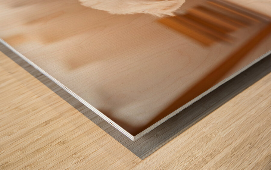 Tired Bichon Frise Puppy Rests After Zoomies Fun Wood print