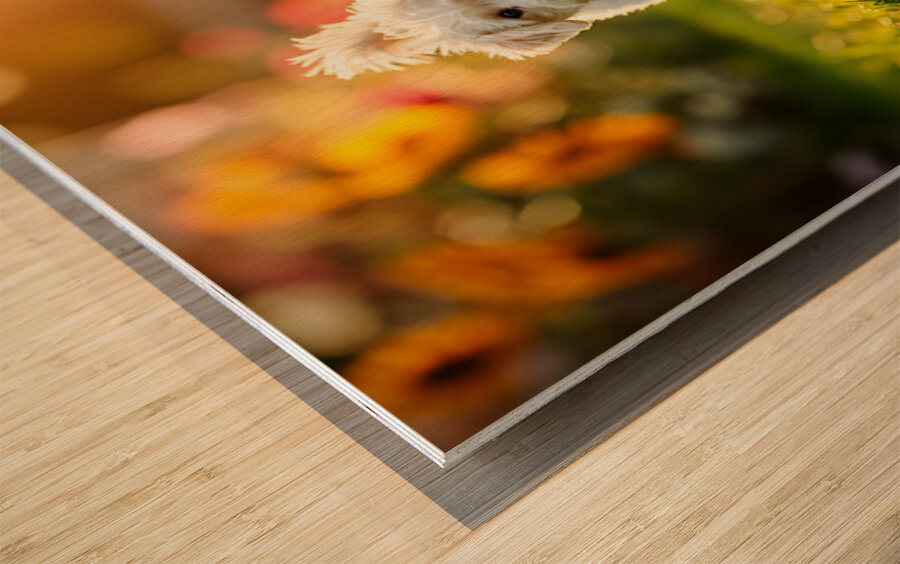 Bichon Frise Puppy And Cat Walk Together As Friends Wood print