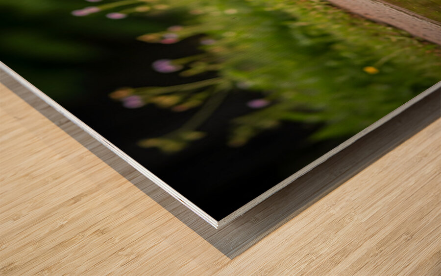 Chihuahua Puppy Discovers Muddy Puddle Wood print