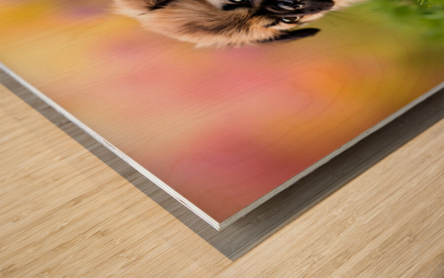 Pug Puppy Gets Gentle Ear Scratches In Garden Wood print