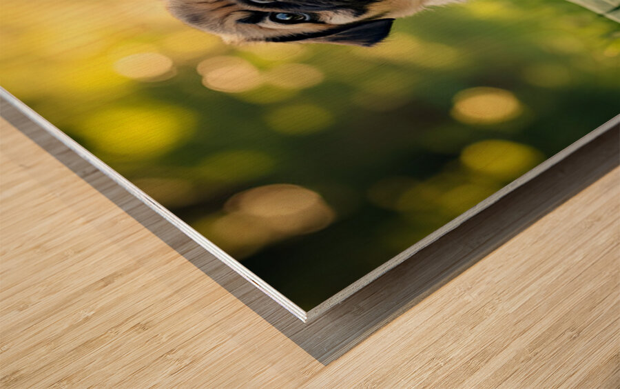 Pug Puppy Relaxes After Fun Day Wood print