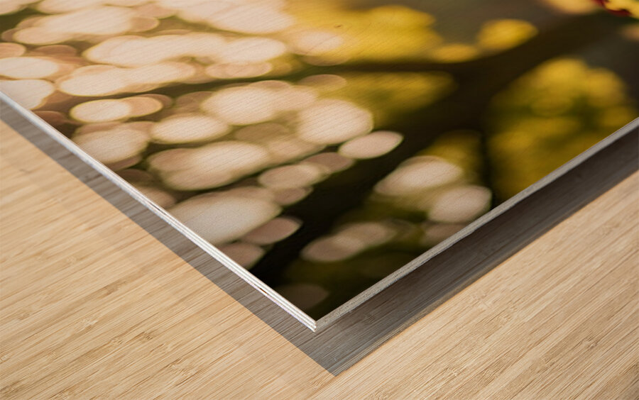 Bichon Frise Puppy Exploring The Garden Alone Wood print