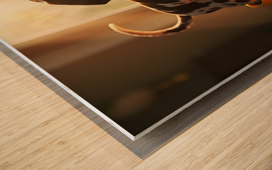 German Shorthaired Pointer Puppy Gets Ready For Rain Wood print