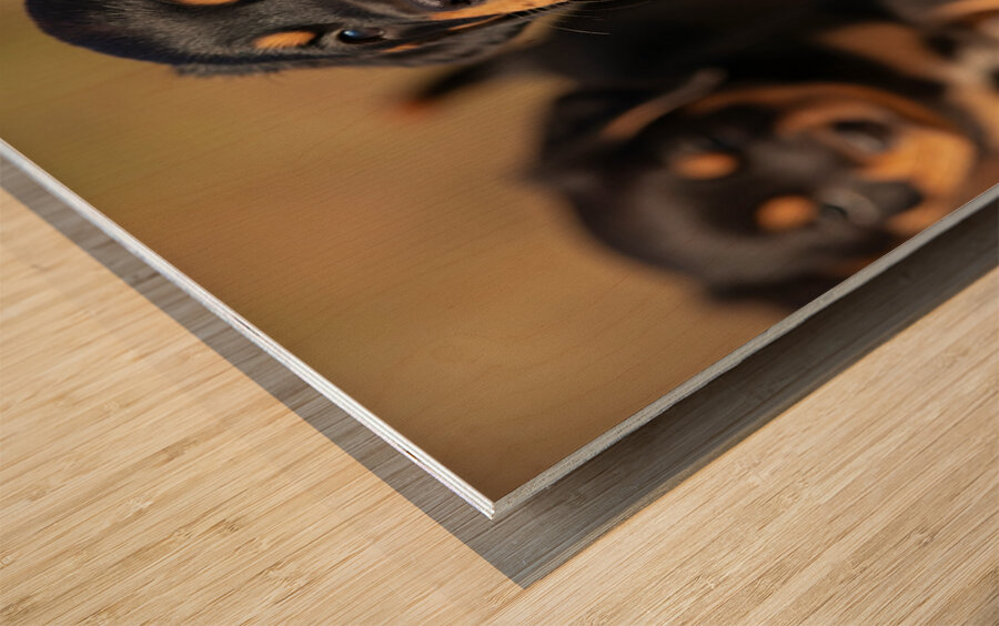 Rottweiler Puppy Feels Refreshed And Happy Wood print