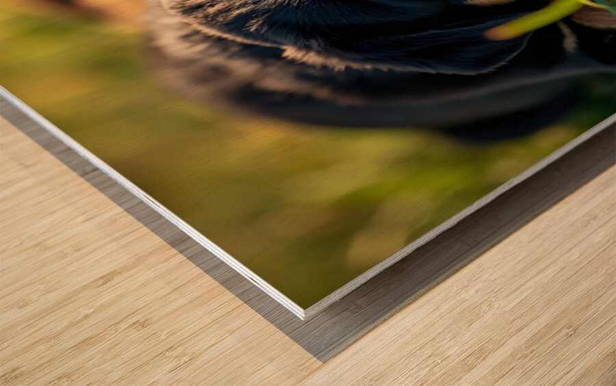 Sleepy Puppies Rest After Playing Hard Wood print