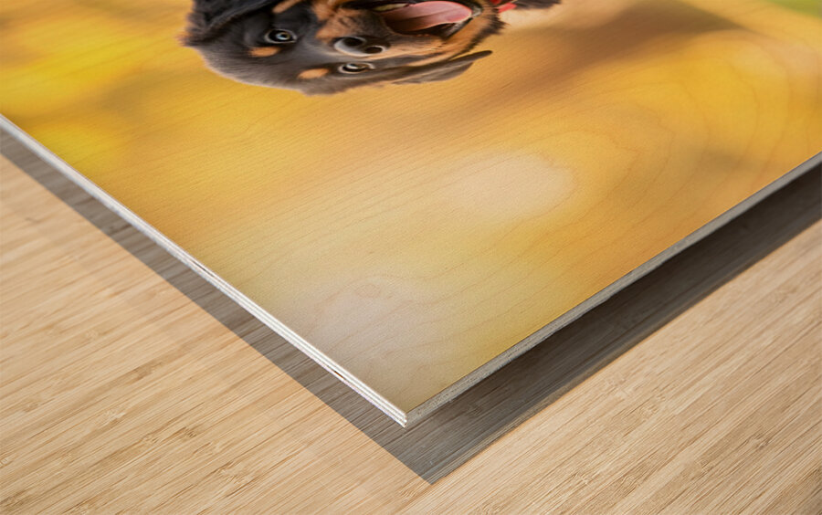 Free Rottweiler Puppy Wags Tail With Joy Wood print