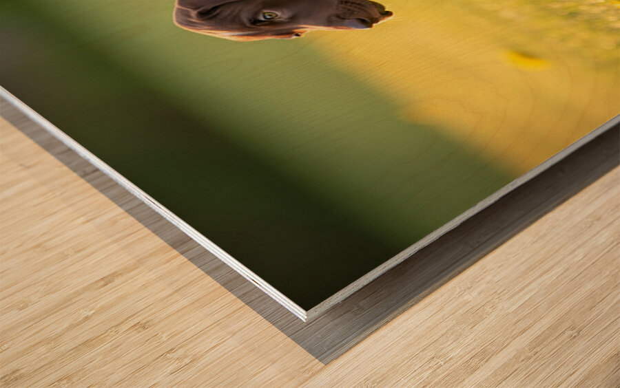 Confident Puppy Masters The Art Of Walking Wood print