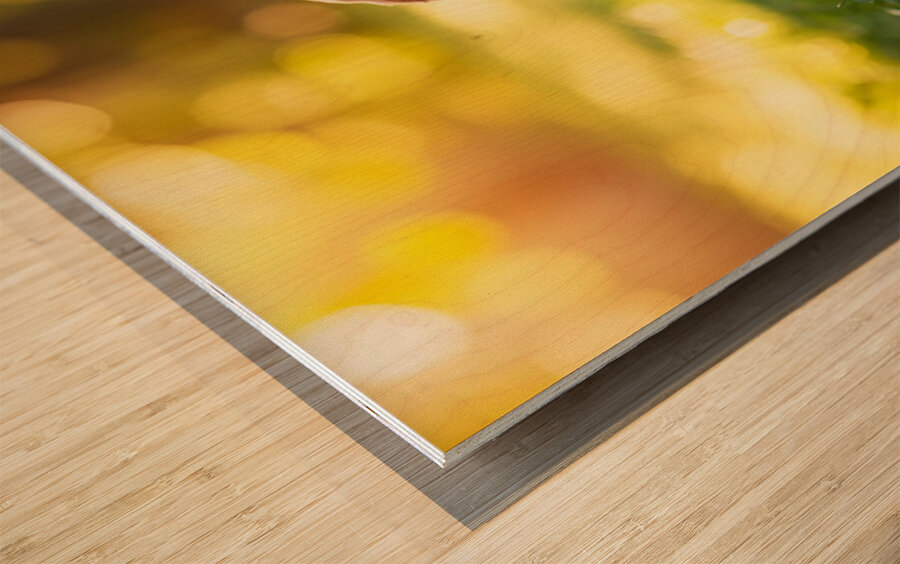 Beagle Puppy Senses Something Strange Behind Him Wood print