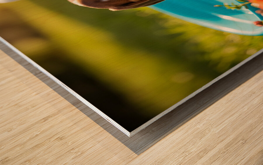 Beagle Puppy Discovers The Kiddie Pool Wood print