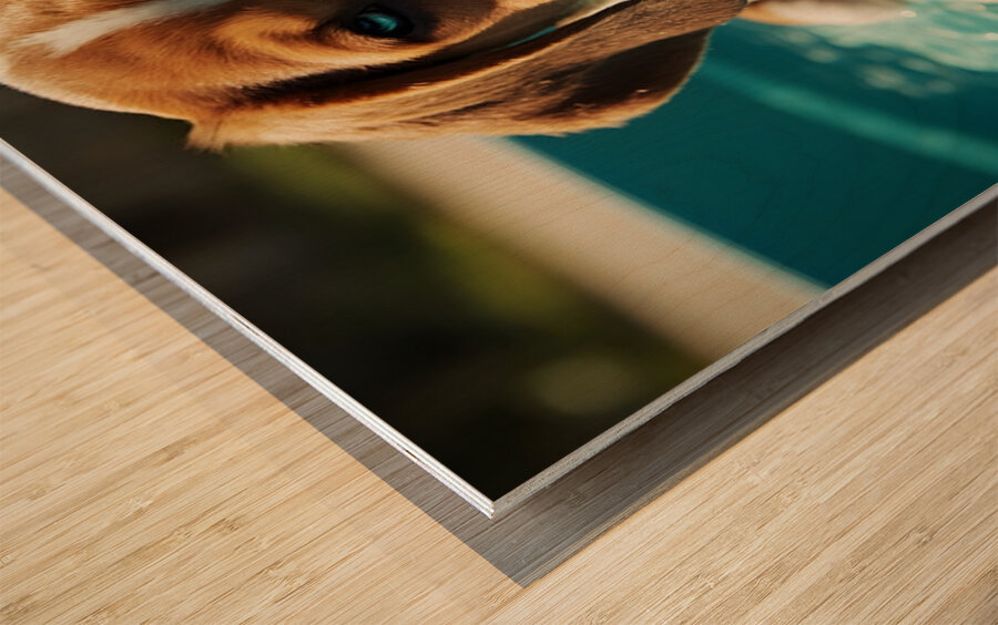 Tired Beagle Puppy Rests In The Kiddie Pool Wood print