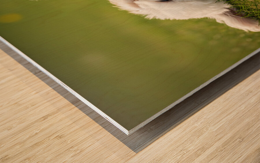 Tired Poodle Puppy Rests After Ball Play Wood print