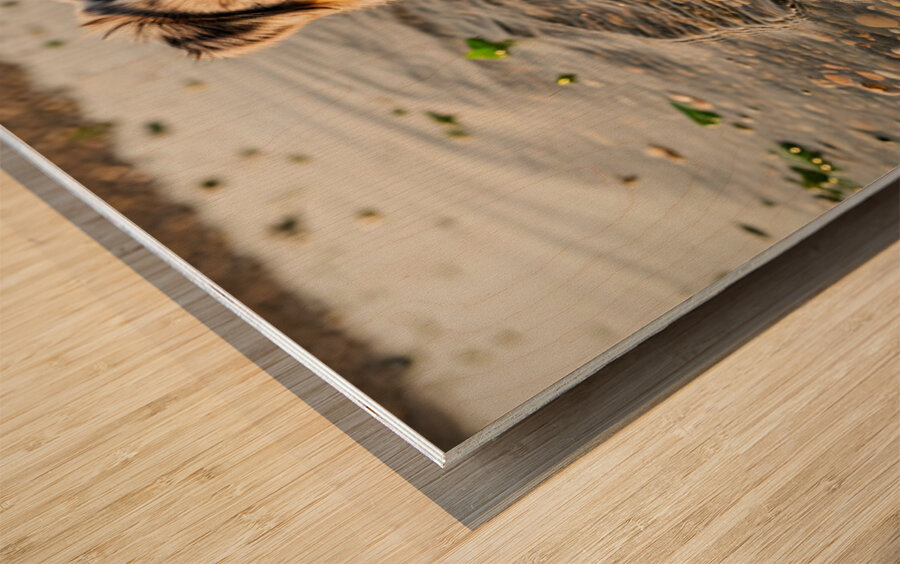 Playful Australian Shepherd Puppy Splashes In Shallow Tide Pool Wood print