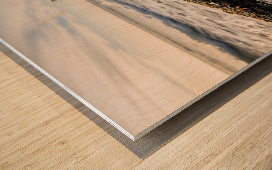 Australian Shepherd Puppy Discovers Tide Pools Wood print