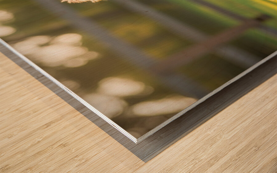 Australian Shepherd Puppy Discovers Big Chew Toy Wood print