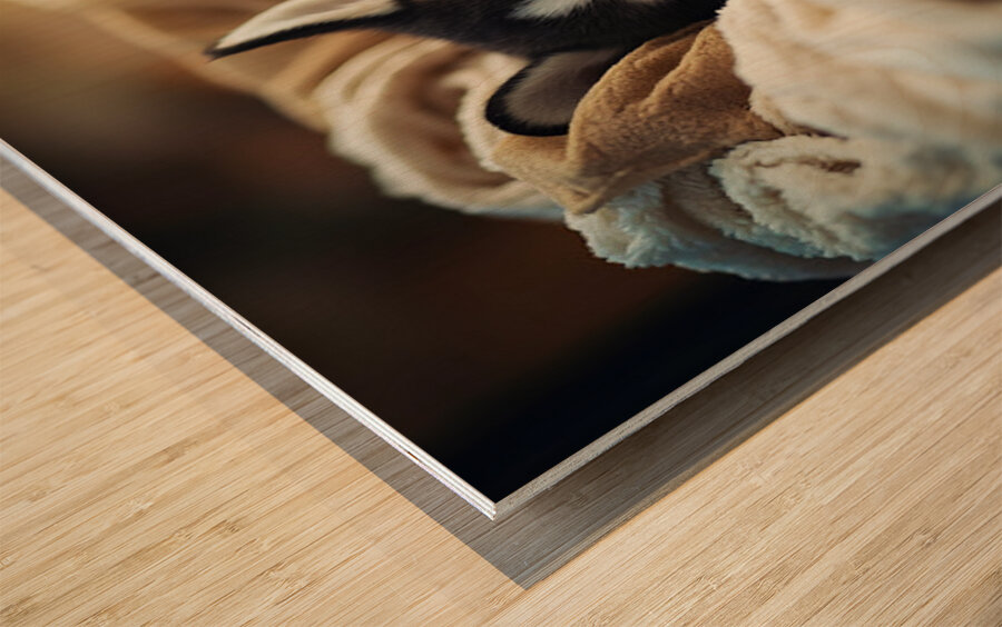 Sleepy Husky Puppy Naps In Laundry Nest Wood print