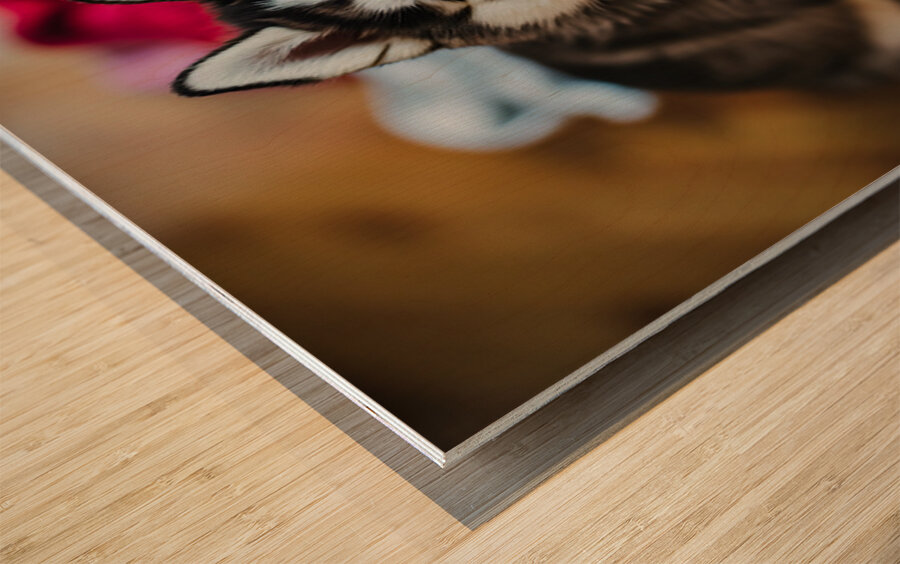 Husky Puppy Discovers Laundry Pile Wood print