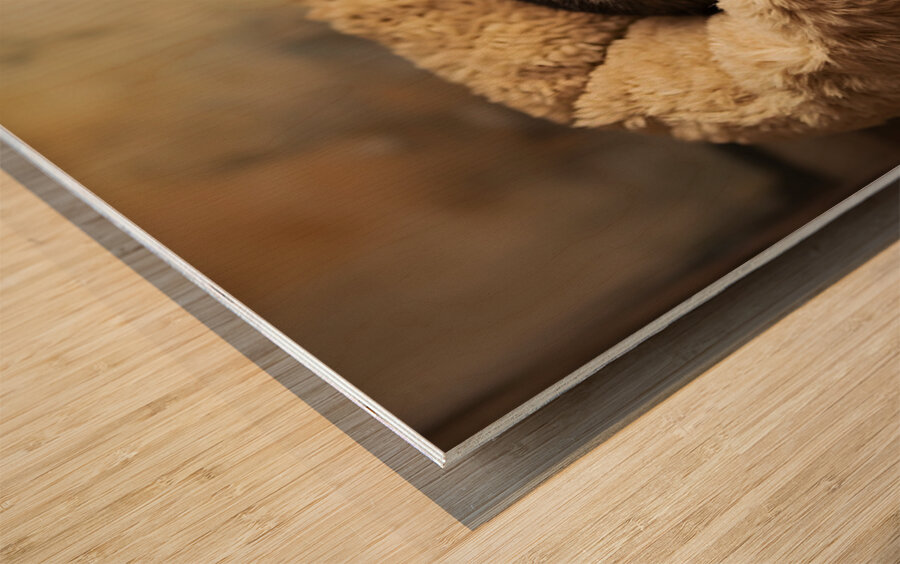 Sleepy Husky Puppy Napping In Corner Of Giant Bed Wood print