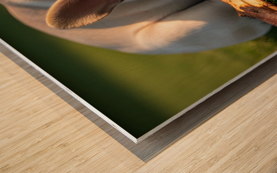 Tired French Bulldog Puppy Rests After Stick Chewing Session Wood print