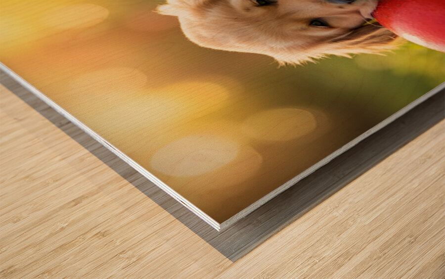 Exhausted Golden Retriever Puppy Rests Beside The Giant Ball Wood print