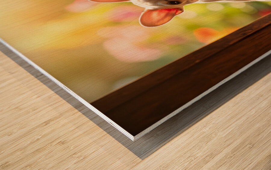 French Bulldog Puppy Celebrates Garden Door Success Wood print