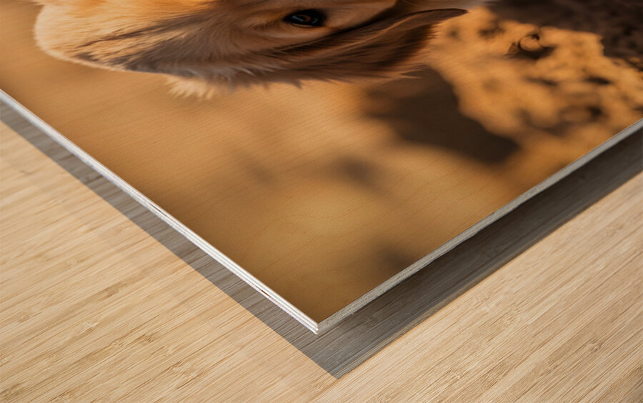 Happy Golden Retriever Puppy Sits In Ruins Of Destroyed Castle Wood print