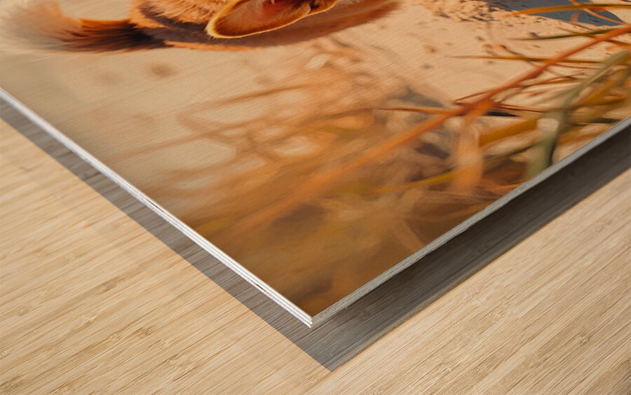 Proud Corgi Pup Admires Digging Achievement Wood print