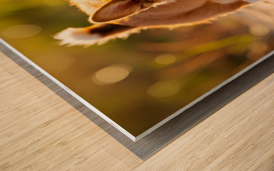 Corgi Puppy Discovers Sandy Shore Wood print