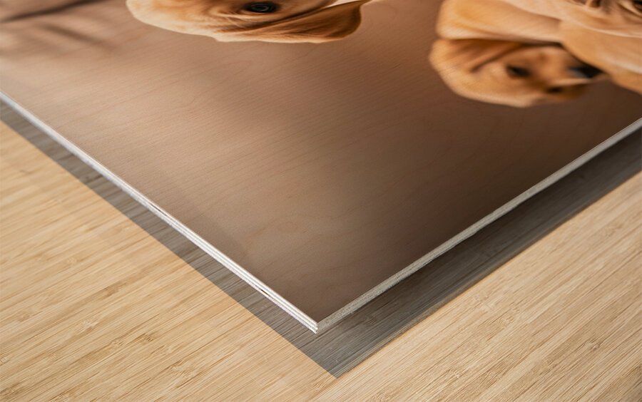 Happy Labrador Retriever Puppy Settles Into Cozy Spot Wood print